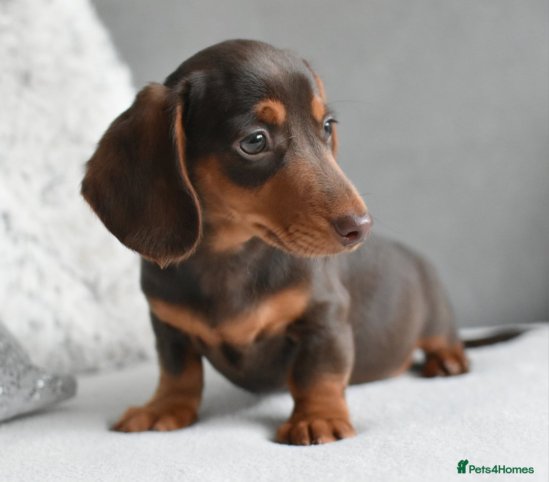 Miniature Dachshund dogs for sale: Miniature Dachshund Boys **READY NOW** - Advert 13