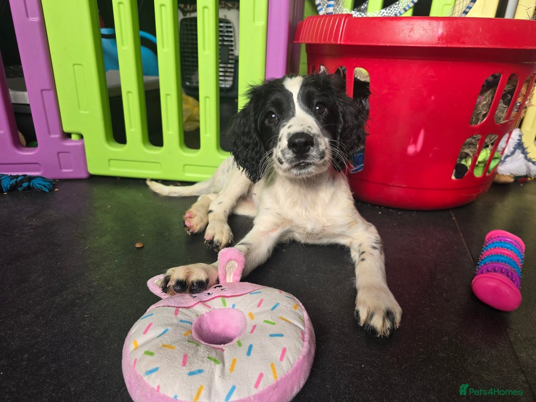 English Springer Spaniel dogs for sale: Part Trained ESS KC Girl Pup. Health Tested- Ready - Image 4