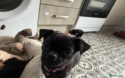 Chug dogs for sale: 6 beautiful chug puppies for sale ❤️ - Image 20