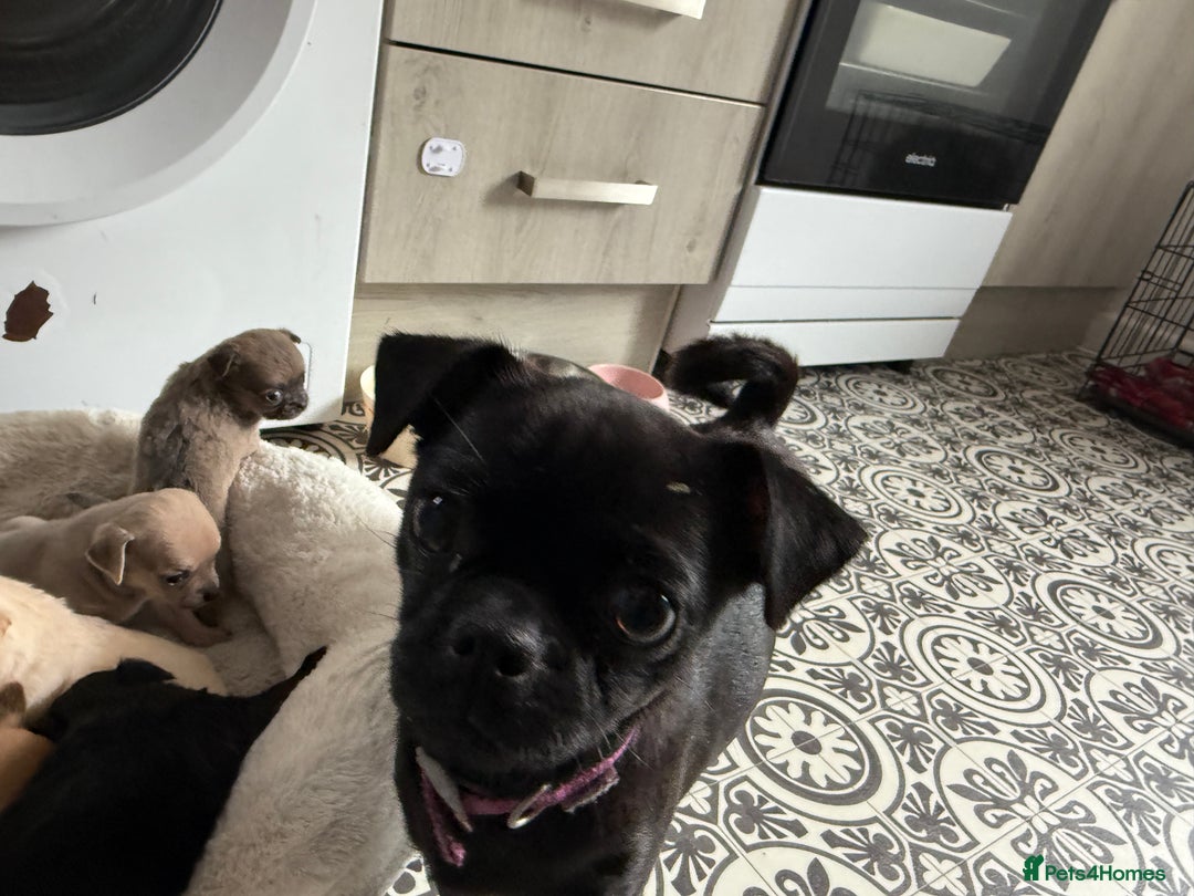 Chug dogs for sale: 6 beautiful chug puppies for sale ❤️ - Image 20