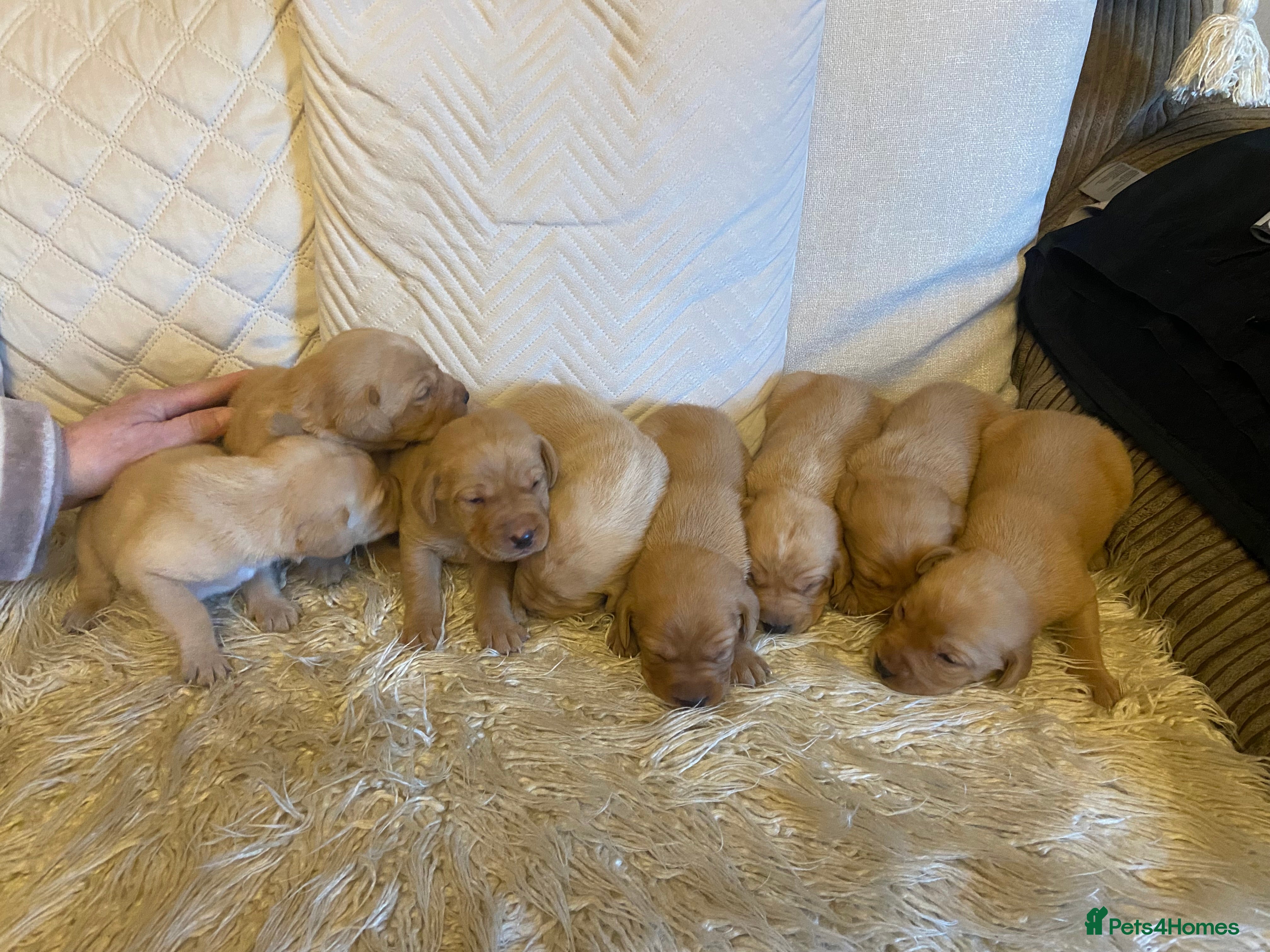 Labrador Retriever dogs Fox red Labrador puppies for sale  - Advert 2