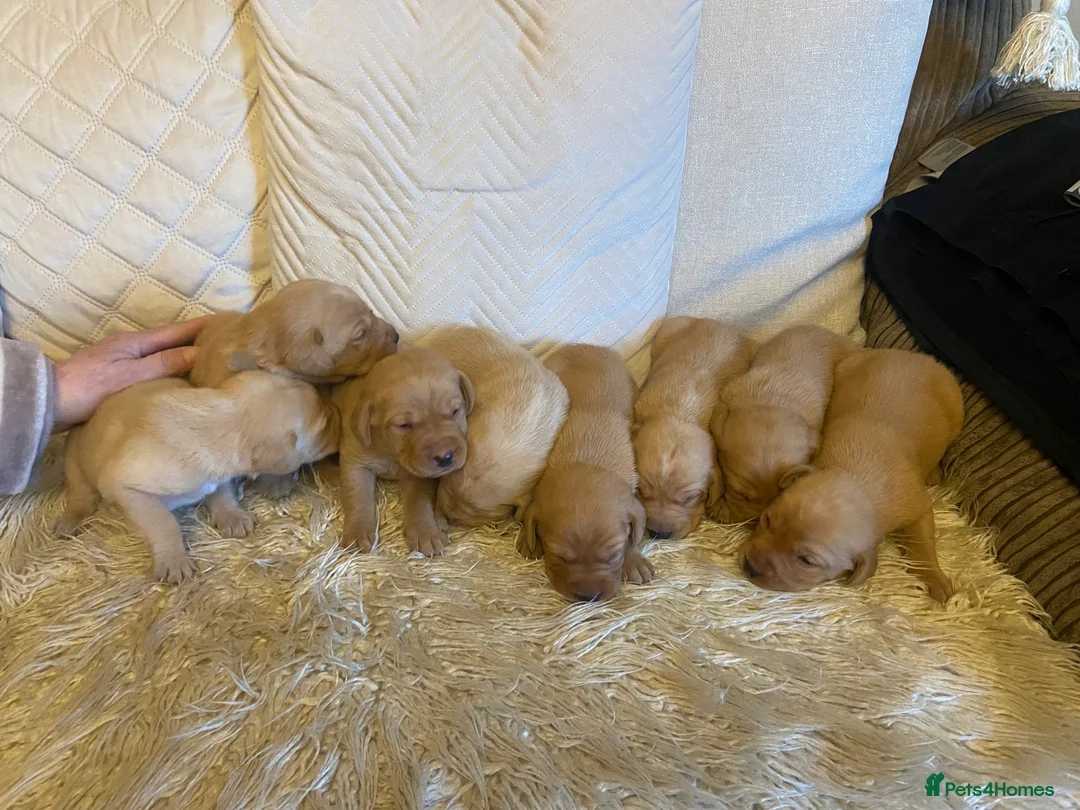 Labrador Retriever dogs for sale: Fox red Labrador puppies for sale  - Advert 1