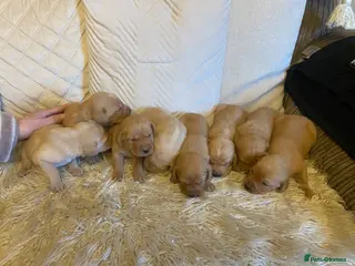 Labrador Retriever dogs Fox red Labrador puppies for sale - Advert 1