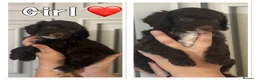Cockapoo dogs for sale: Stunning cockapoo puppy’s  - Advert 4