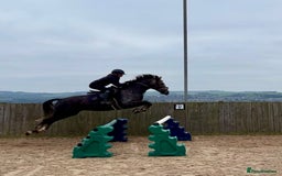 Connemara horses for sale: Smokey Todd - Safe, scopey and sensible - Image 3