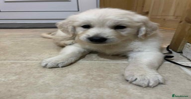 Golden Retriever dogs - Advert 14