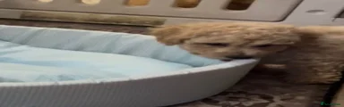 Poochon 2
