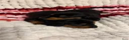 Miniature Dachshund dogs for sale: Miniature dachshunds - Advert 3