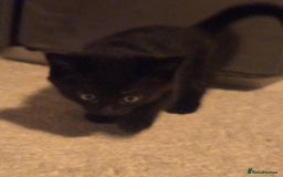 Mixed Breed cats for sale: 2 male kittens. Black and white remaining. - Image 6