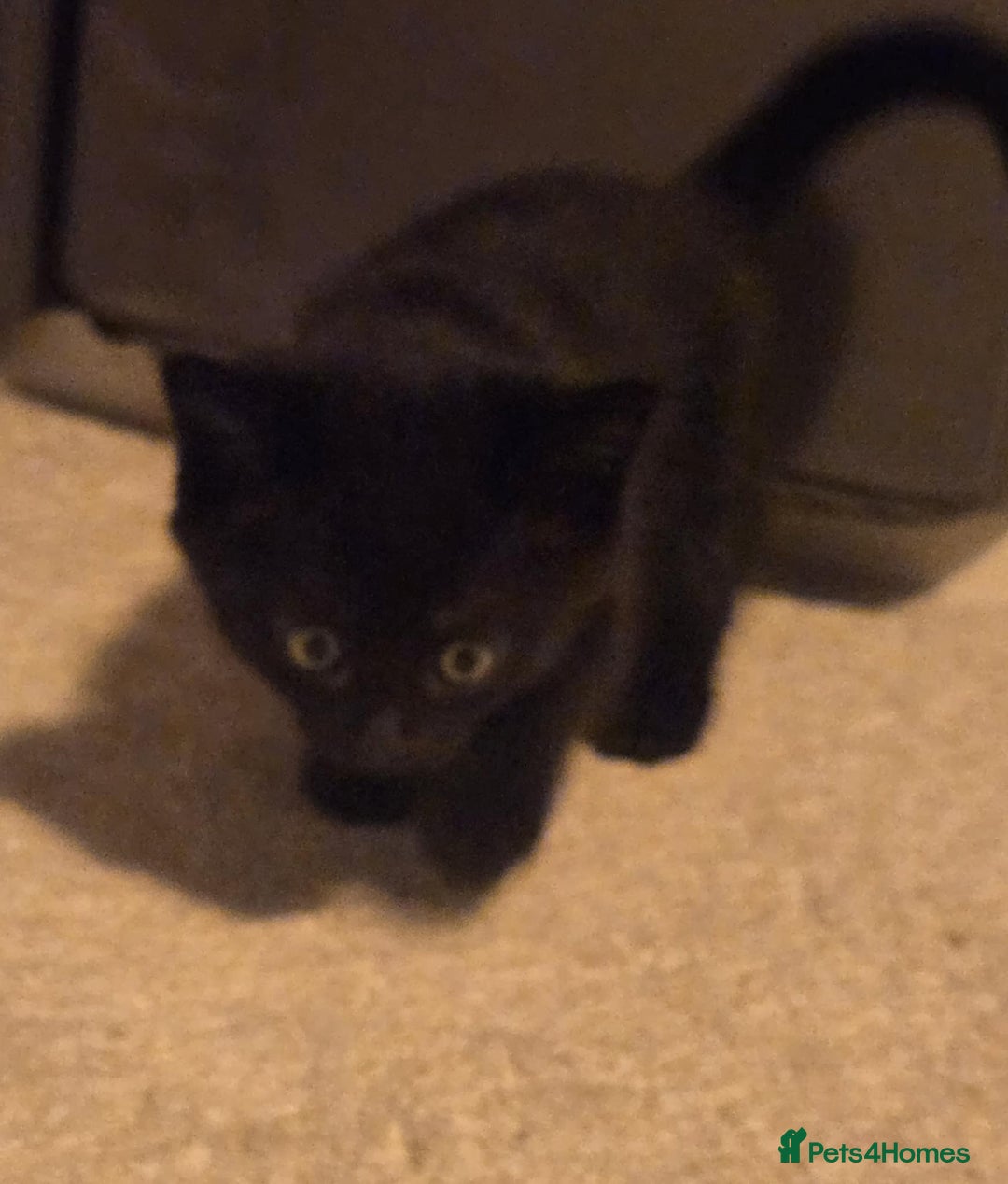 Mixed Breed cats for sale: 2 male kittens. Black and white remaining. - Image 6