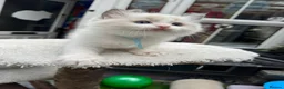 Ragdoll cats for sale: Gccf (champion) ragdoll kittens  - Advert 33