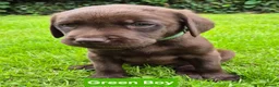 Labrador Retriever dogs for sale: Ready Now Exceptional 0/0 KCReg Chocolate Labrador - Advert 9