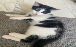 Mixed Breed cats for sale: 4 male kittens  - Image 5