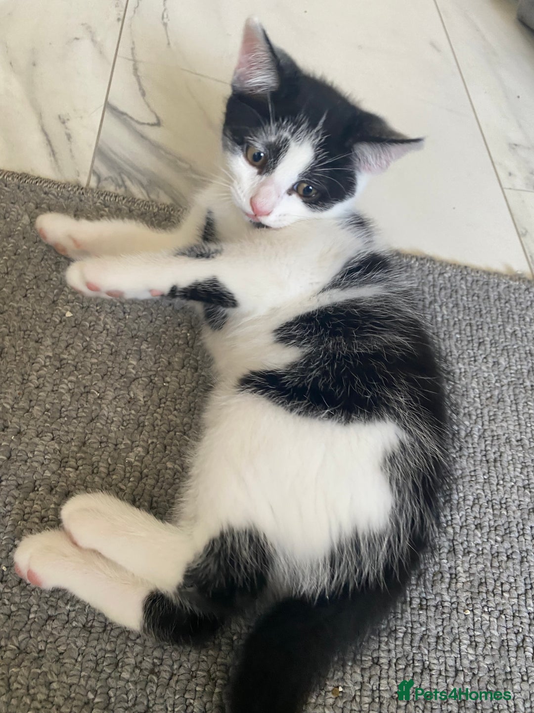 Mixed Breed cats for sale: 4 male kittens  - Image 5