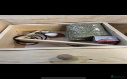 Tortoise reptiles for sale: Baby Horsefeild Tortoises  - Advert 9