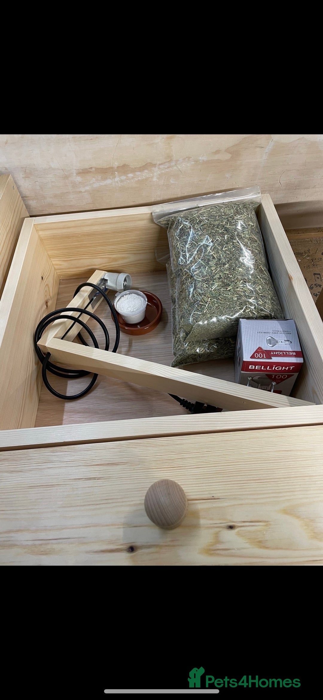 Tortoise reptiles for sale: Baby Horsefeild Tortoises  - Advert 9