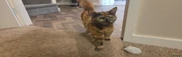 Mixed Breed cats for sale: Mother cat and kittens  - Advert 1