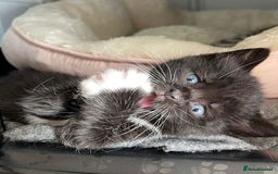 Mixed Breed cats for sale: ADOPT NOW! SWEET BLACK TUXEDO MALE TABBY LEFT - Image 8