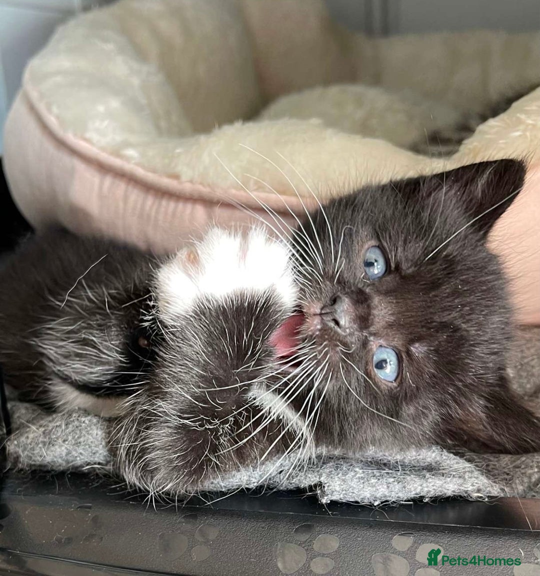 Mixed Breed cats for sale: ADOPT NOW! SWEET BLACK TUXEDO MALE TABBY LEFT - Image 8