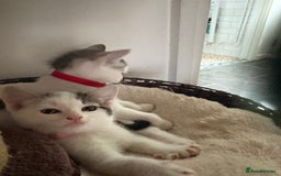 Mixed Breed cats for sale: Beautiful mixed breed kittens - Image 22