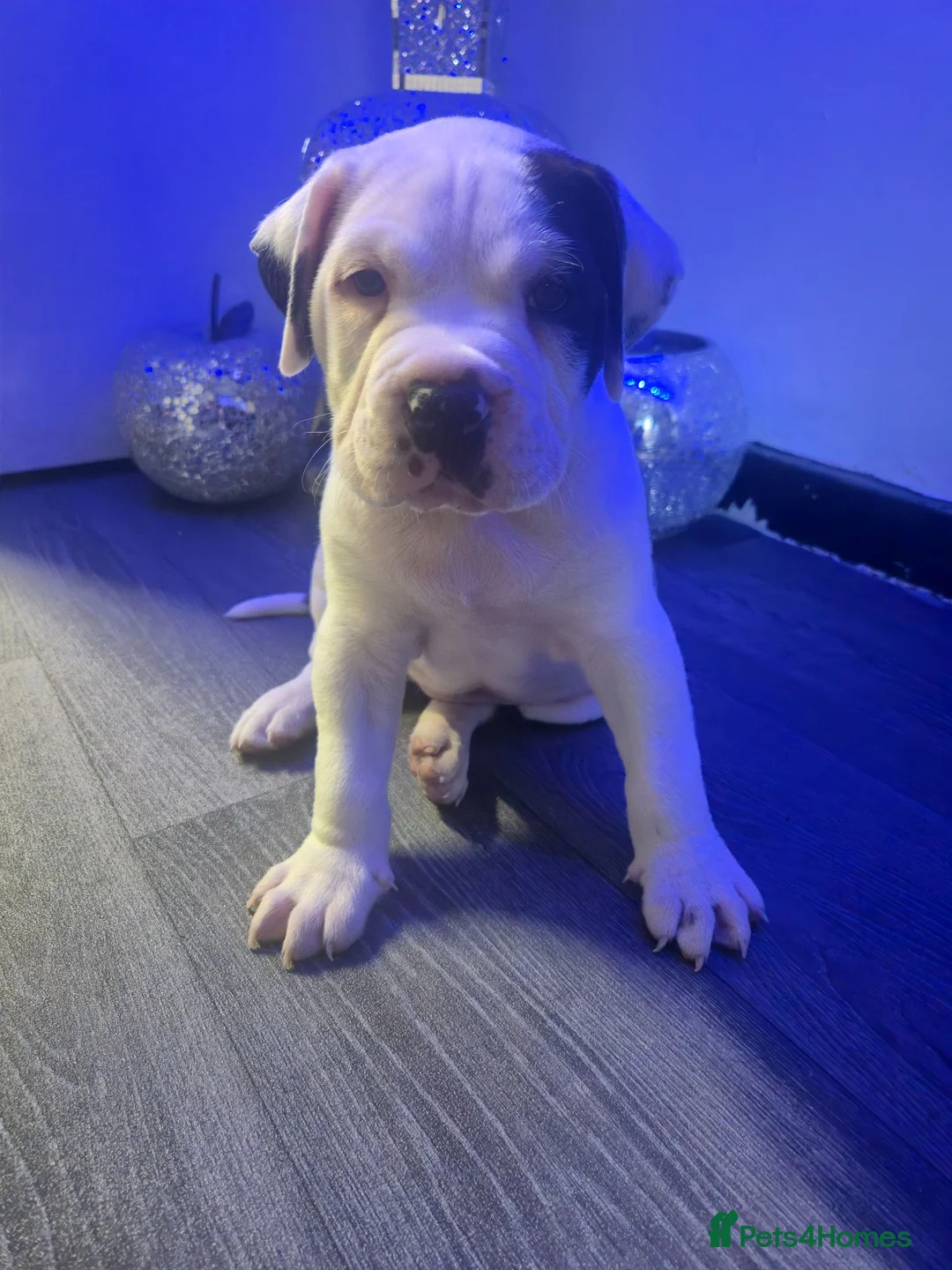 Cane Corso dogs for sale: Cane corso pup - Advert 5