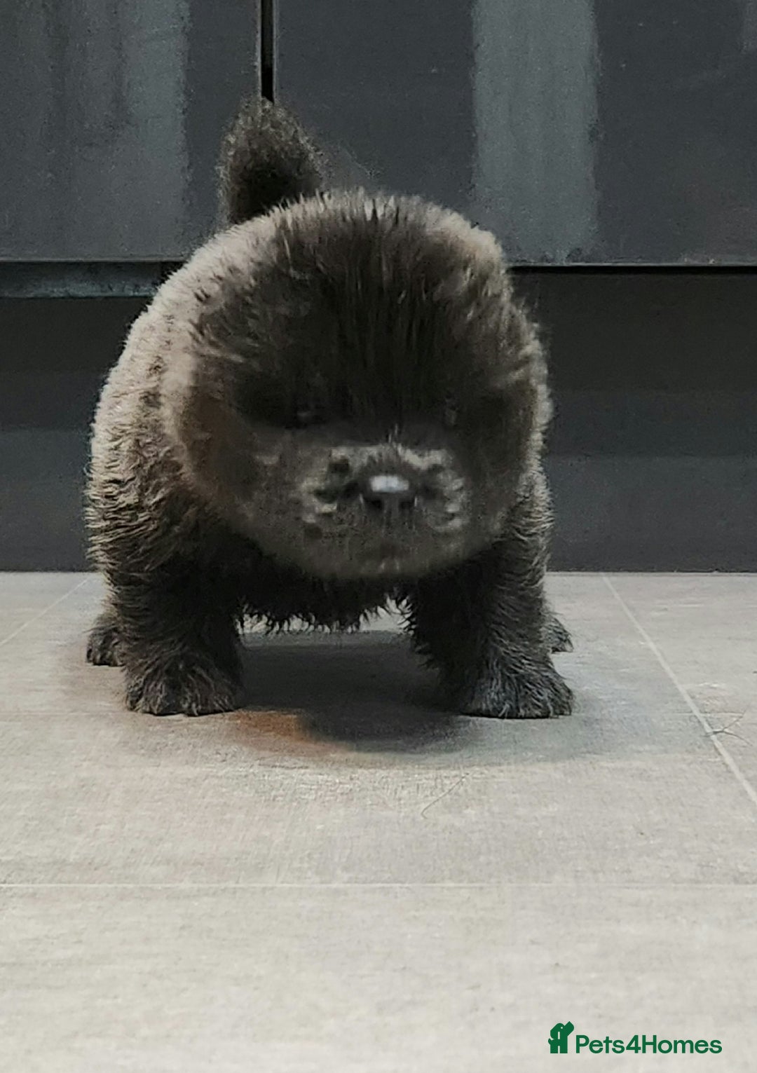 Chow Chow dogs for sale: Chow chow pedigree pups - Advert 15