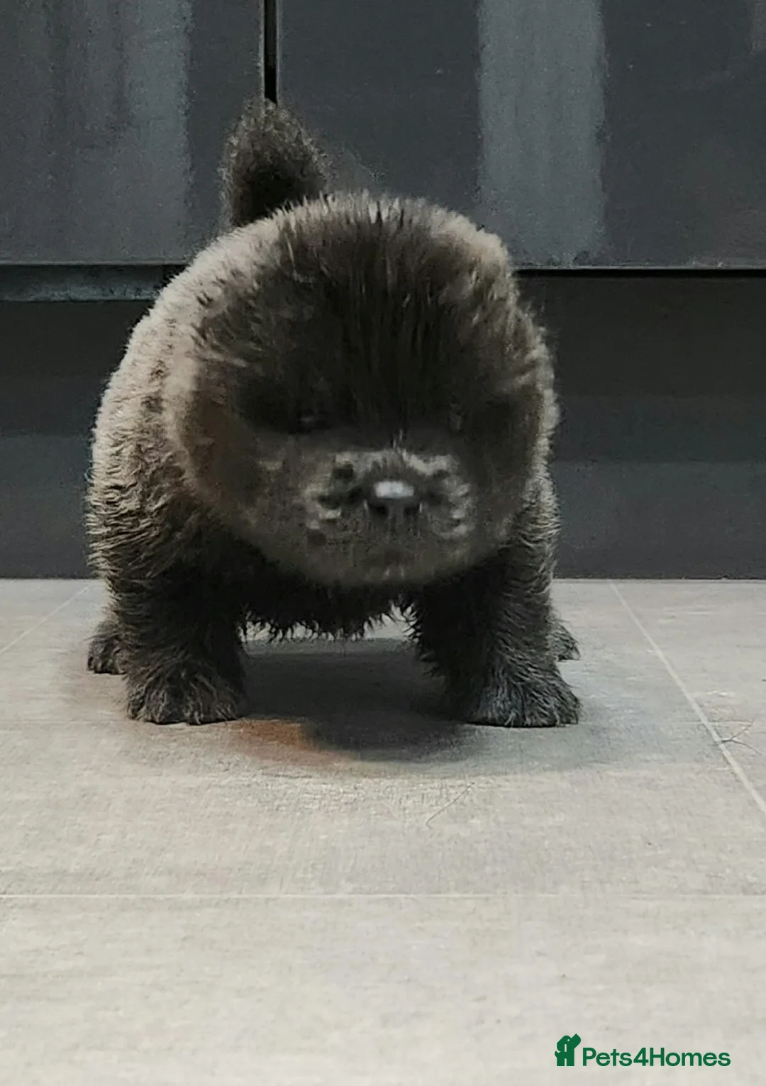 Chow Chow dogs for sale: Chow chow pedigree pups REDUCED!! - Advert 11