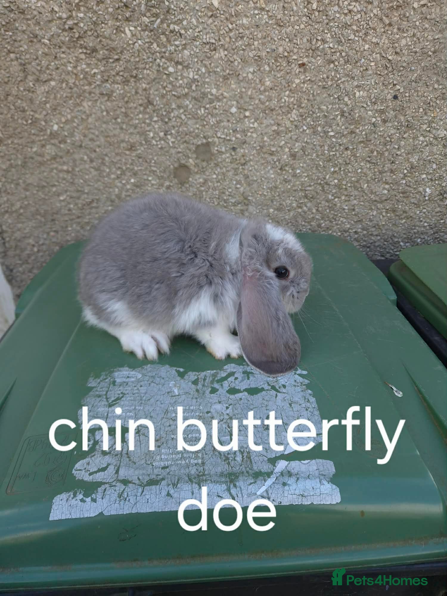 French Lop rabbits Stunning French lops for sale  - Advert 1