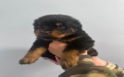 Rottweiler dogs for sale: 🐾 Pure Bred Rottweiler Puppies 🐾 - Image 16