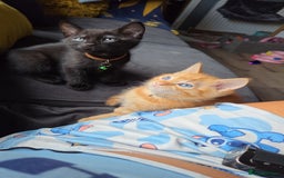 Ragdoll cats for sale: Ragdoll x tabby cat - Image 1