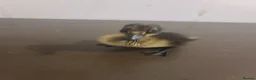 Ducks poultry for sale: ☆ Mixed unsexed ducklings looking for a new home ☆ in Barry - Advert 12