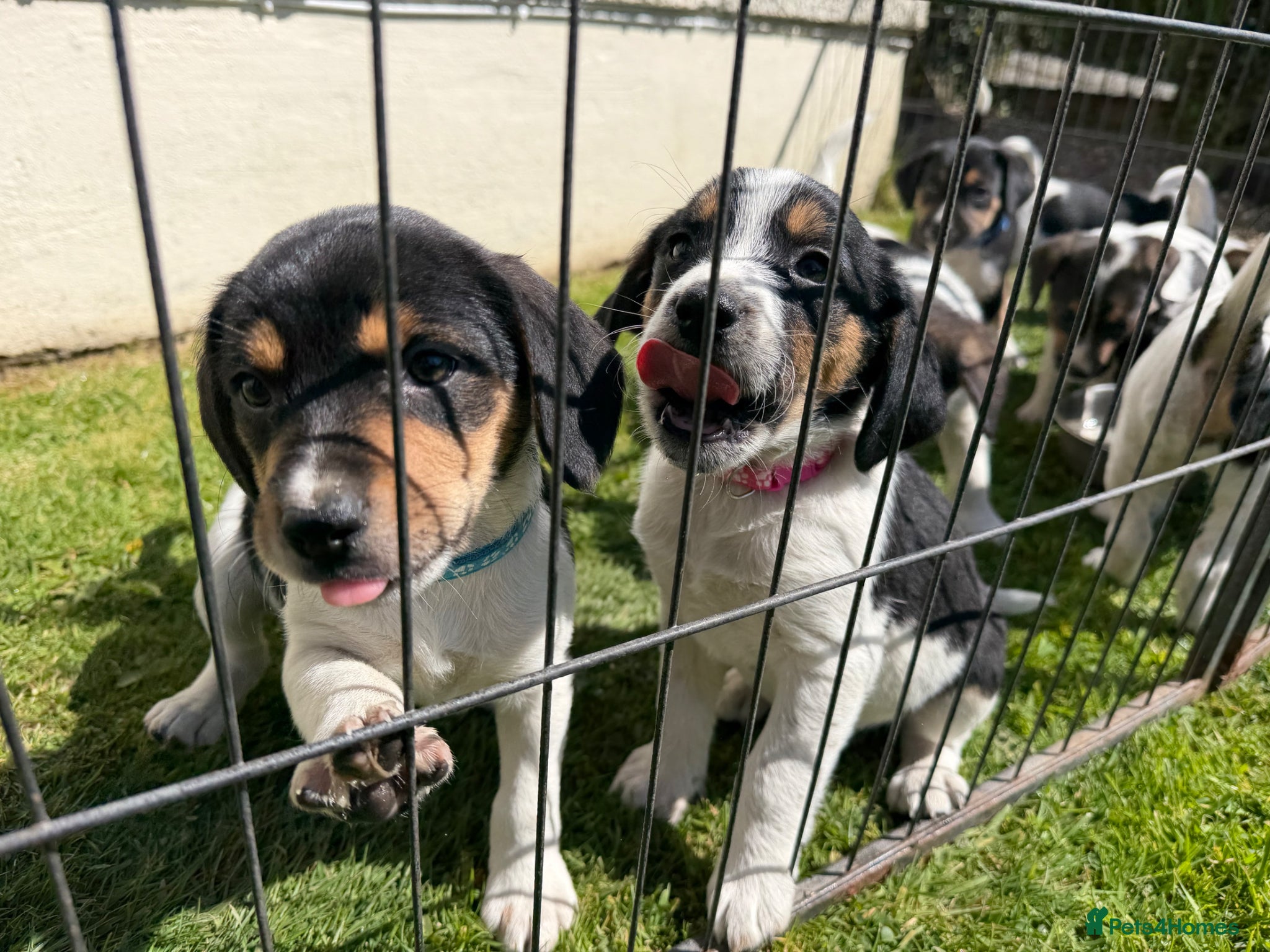 Mixed Breed dogs Border Beagle - Advert 3