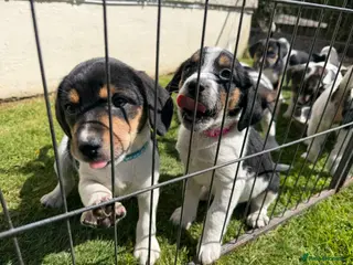 Mixed Breed dogs Border Beagle - Advert 6