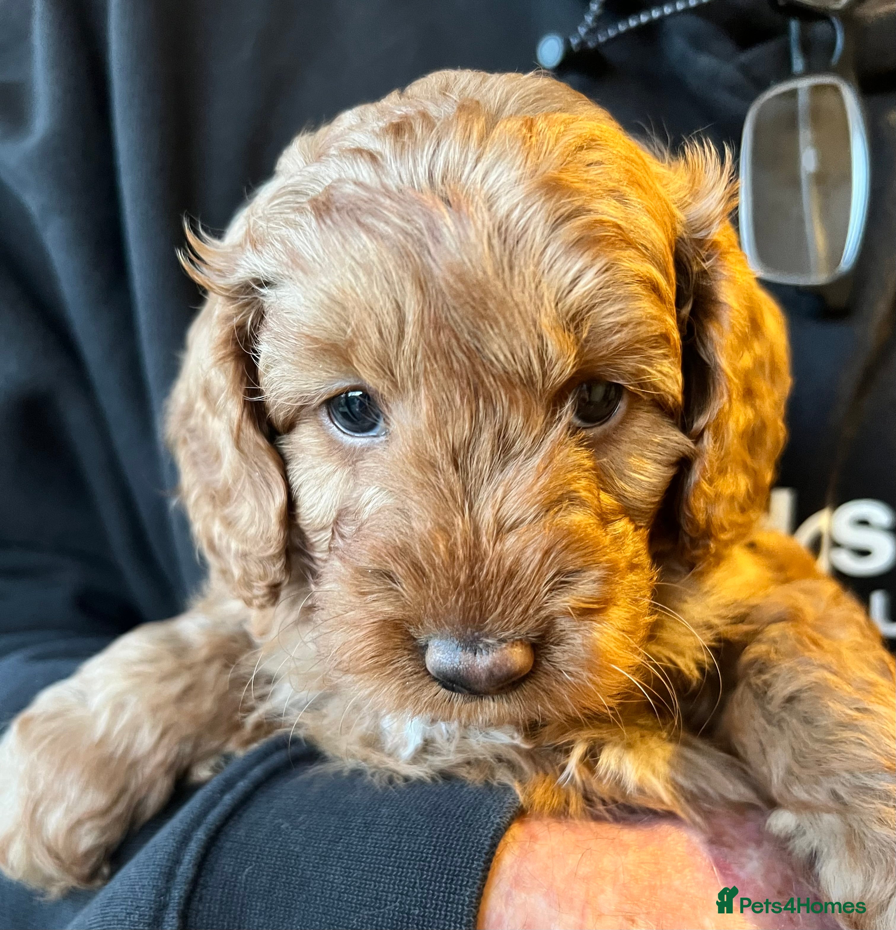 Cockapoo dogs Only 1 Beautiful Cockapoo Left  For Sale - Advert 2