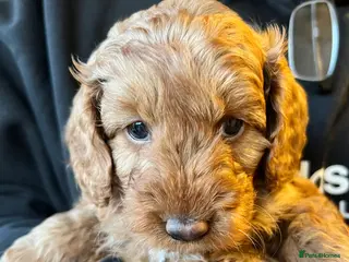 Cockapoo dogs Only 1 Beautiful Cockapoo Left For Sale - Advert 6