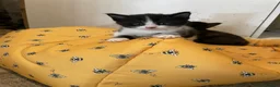 Mixed Breed cats for sale: Kittens for sale in Bridport - Advert 5