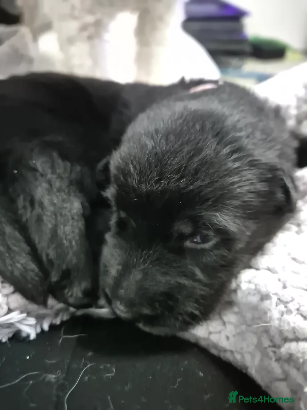 German Shepherd dogs for sale: German Shepherd Pups - Advert 12