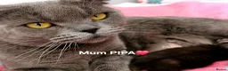 Scottish Fold cats for sale: ❤️Gorgeous Scottish Fold kitten-raised with love❤️ - Advert 9
