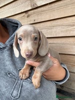 Miniature Dachshund dogs Miniature dachshund puppy ready to leave now - Advert 10