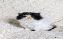 Persian cats for sale: Persian kittens  - Image 5