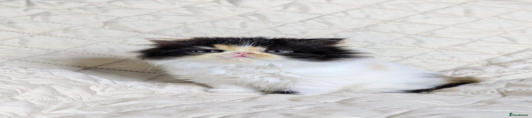 Persian Kitten 3
