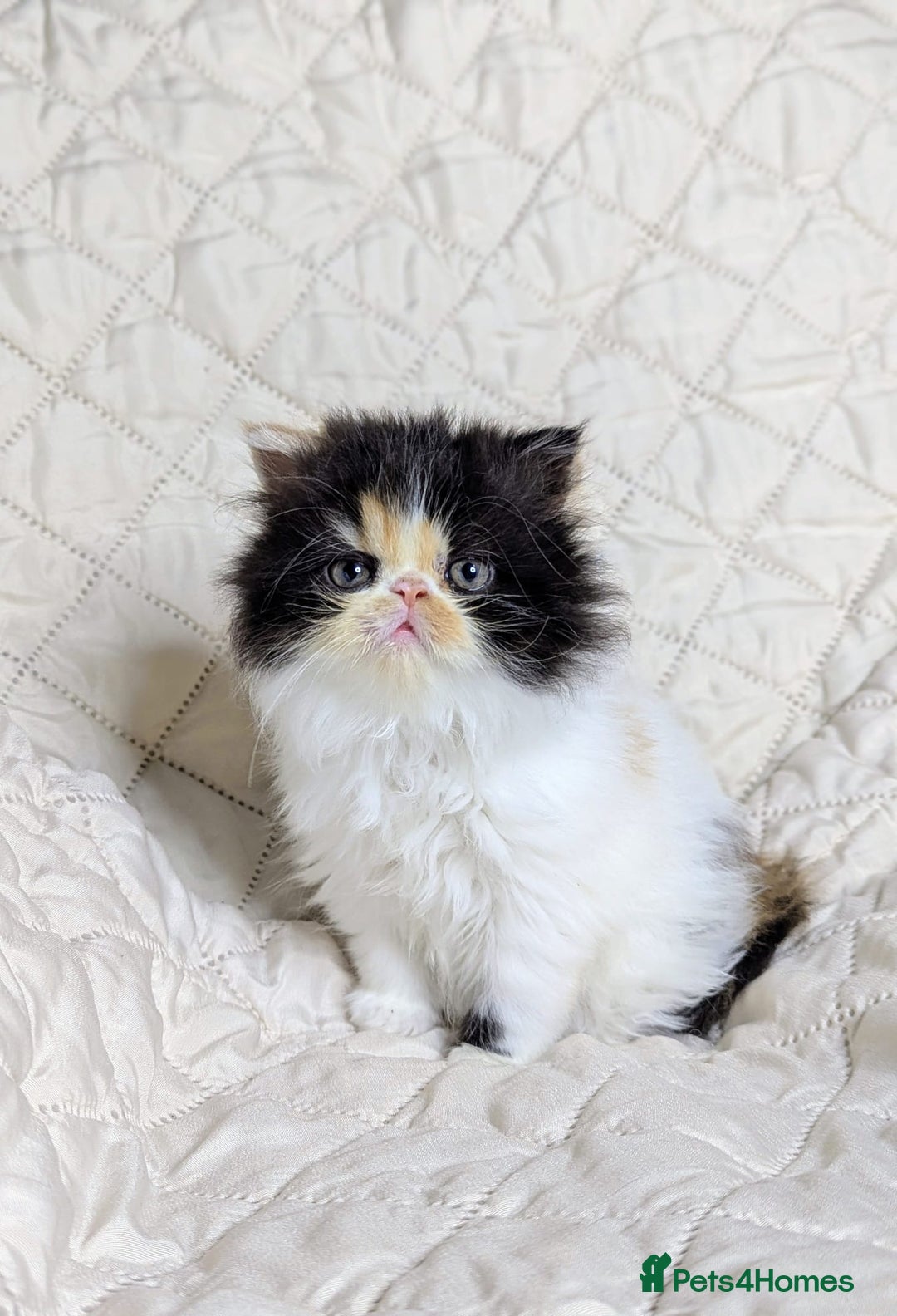 Persian cats for sale: Persian kittens  - Image 5
