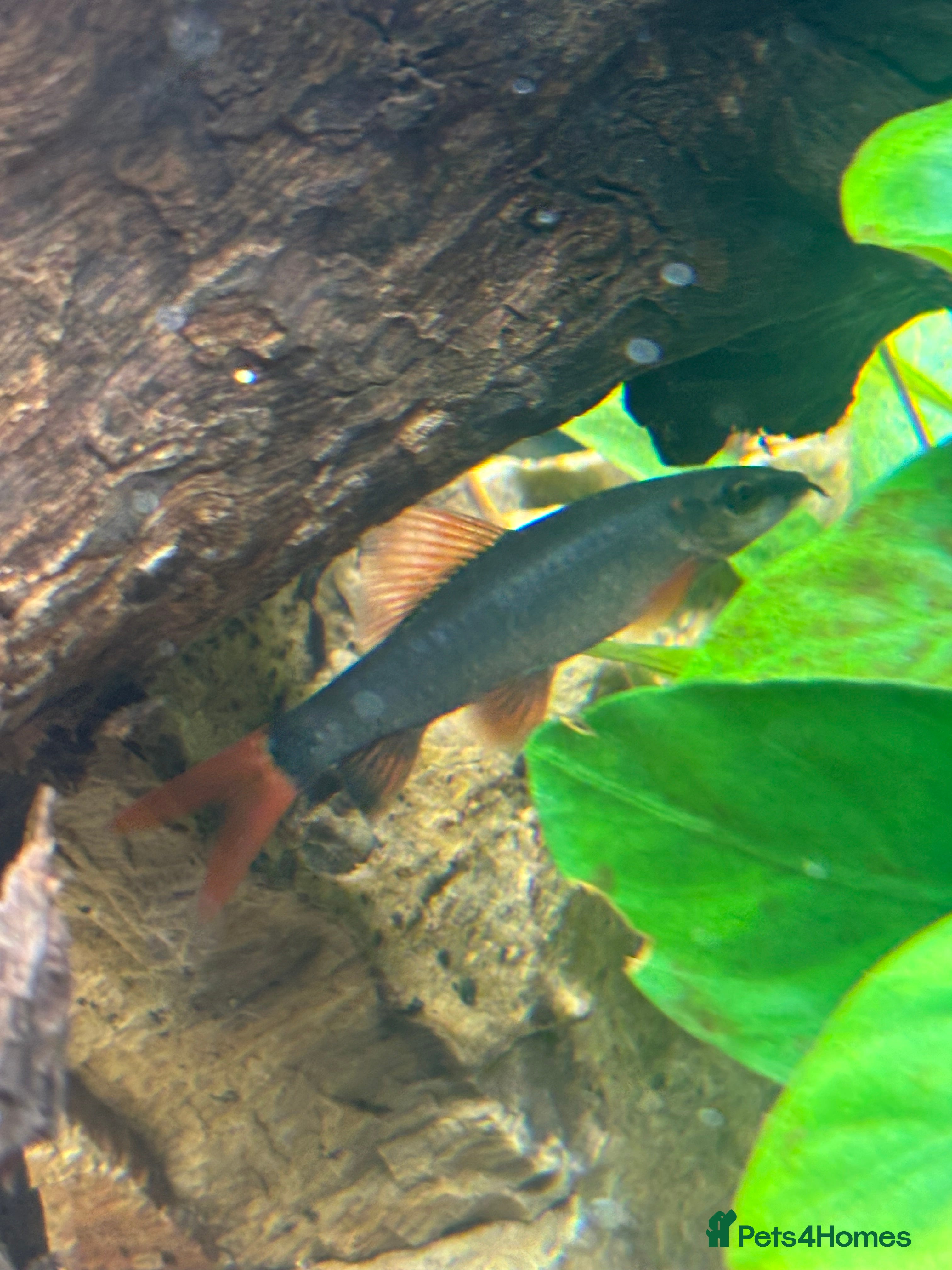 Sharks fish Rainbow shark  - Advert 1