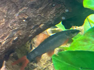 Sharks fish Rainbow shark - Advert 1