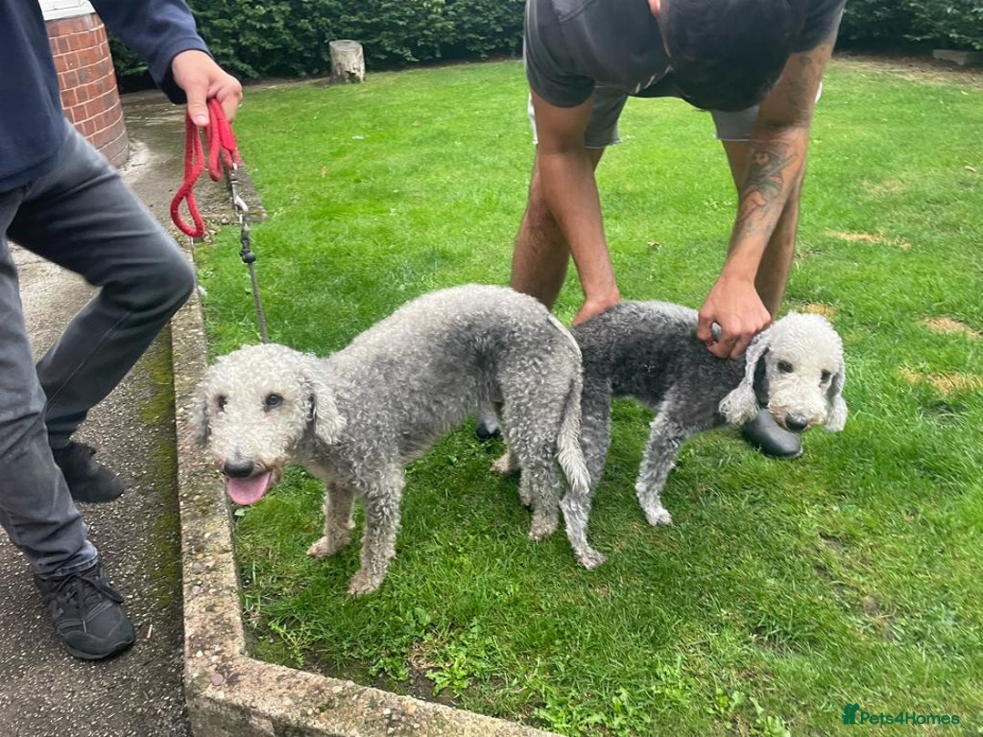 Bedlington Terrier dogs for stud: Bedlington terrier for std in Barnsley - Image 19