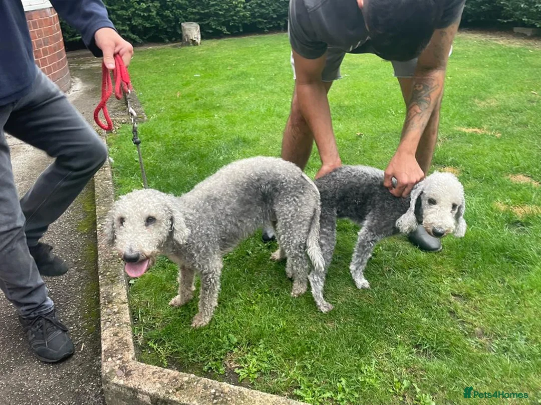 Bedlington Terrier dogs for stud: Bedlington terrier for std in Barnsley - Advert 19