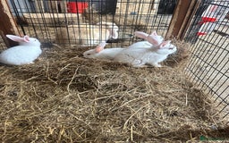 Netherland Dwarf rabbits for sale: Netherlands, Rex’s, californians ready to go - Image 6