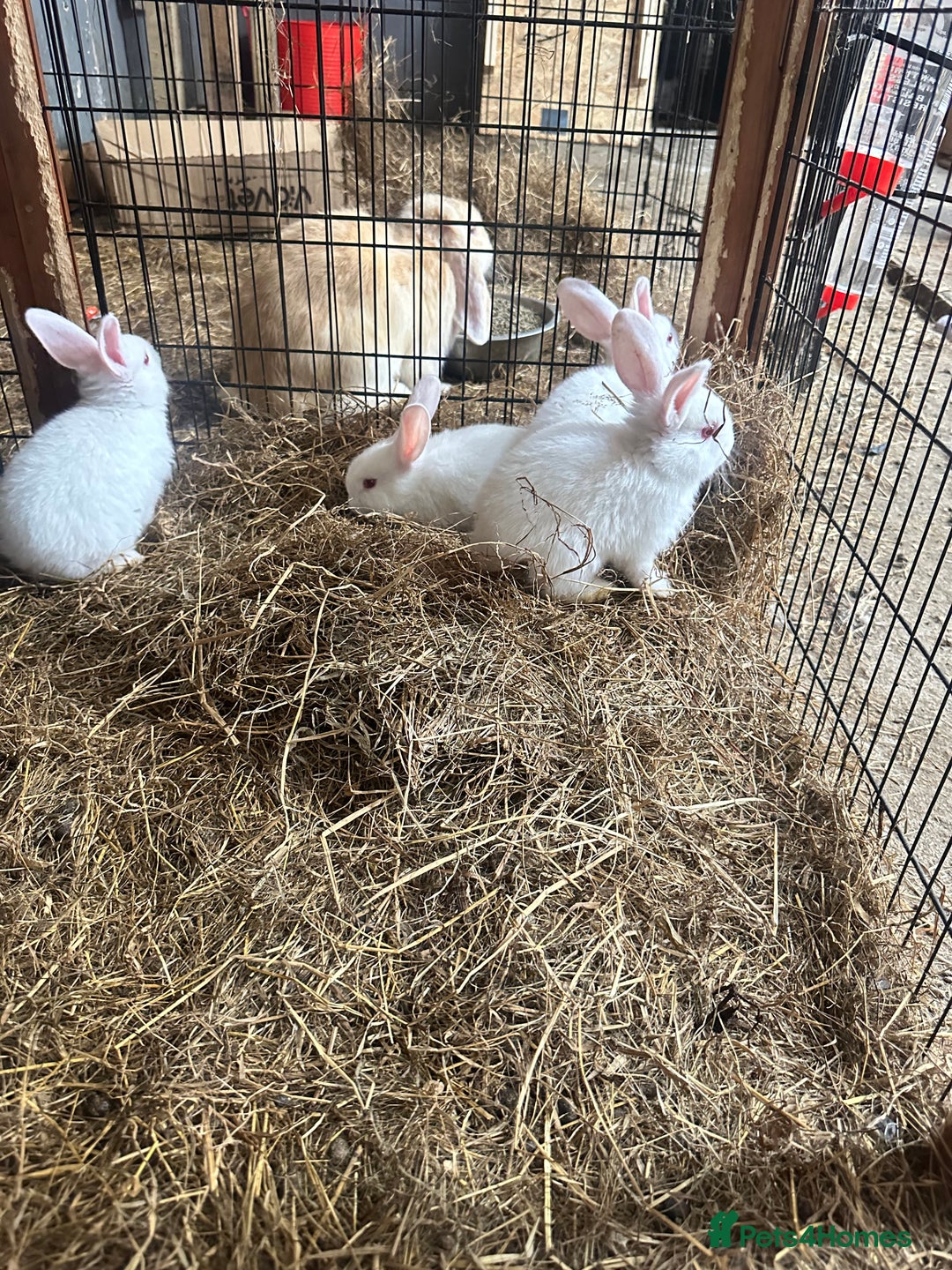 Netherland Dwarf rabbits for sale: Netherlands, Rex’s, californians ready to go - Image 6