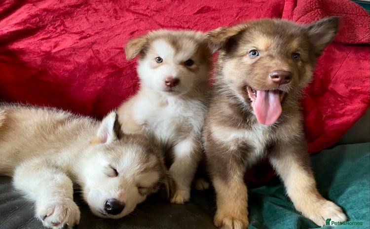 Mixed Breed dogs - Advert 2