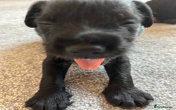 Mixed Breed dogs for sale: Schnockers  - Image 3